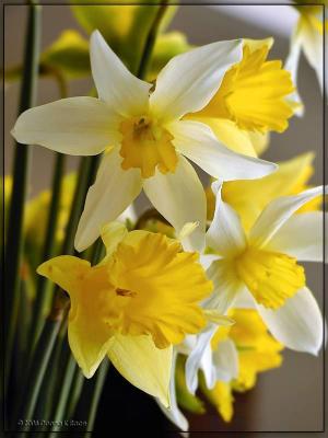 Close up of Daffodil Bouquet, Apr 9th