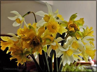 Daffodil Bouquet, Apr 9th