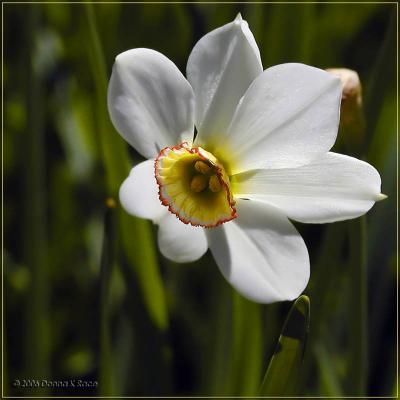 Historic Daffodils ~ WV ~ 2006