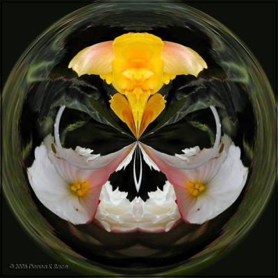 CirKals ~ Cultivated Flowers and Plants