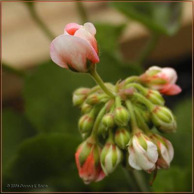 Geranium Bud ~ Pink X2