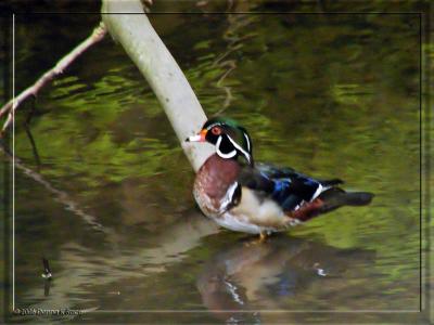 Mallard and Wood Ducks ~ May 15th, 17th