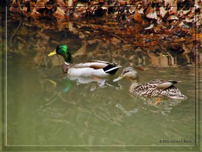 Mallard and Wood Ducks ~ May 15th, 17th