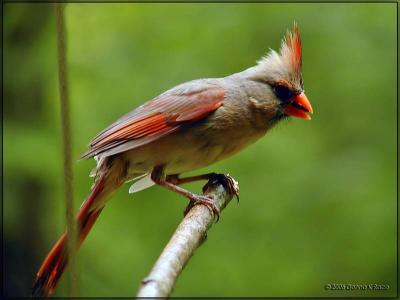 Cardinal - Female05/19/06