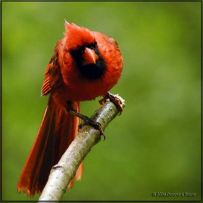 Cardinal - Male05/19/06