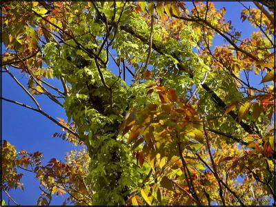 Virginia Creeper & Tree of Heaven