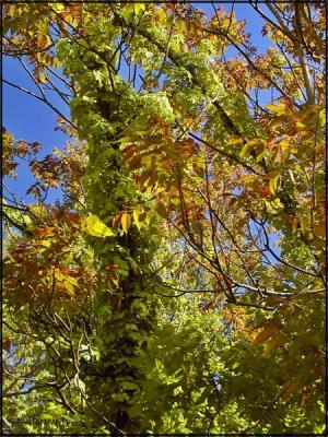 Virginia Creeper & Tree of Heaven