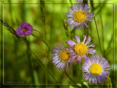 Philadelphia Fleabane