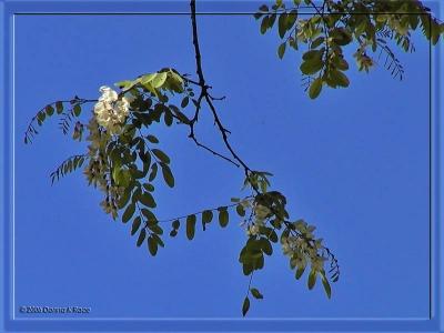 Black Locust Blossoms