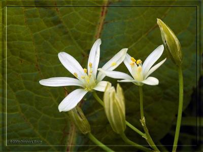 Star of Bethlehem