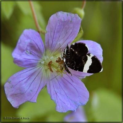 Wild Geranium