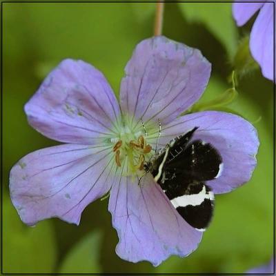 Wild Geranium