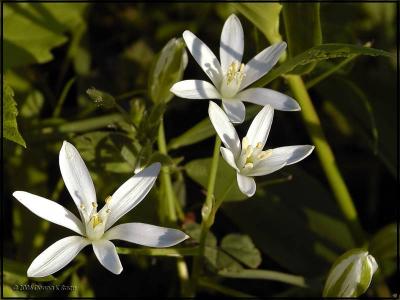 Star of Bethlehem