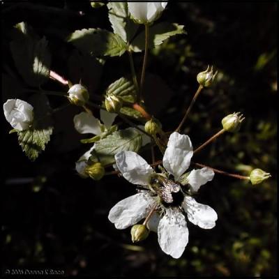 Blackberry and Bee