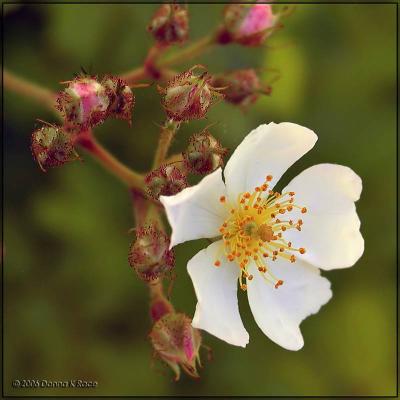 Unidentified Rose