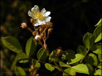 Unidentified Rose