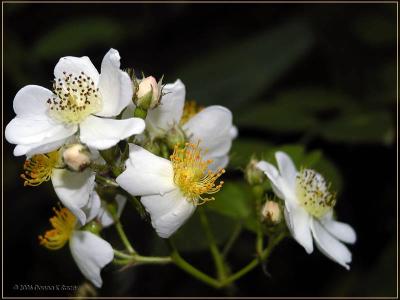 Multiflora Rose