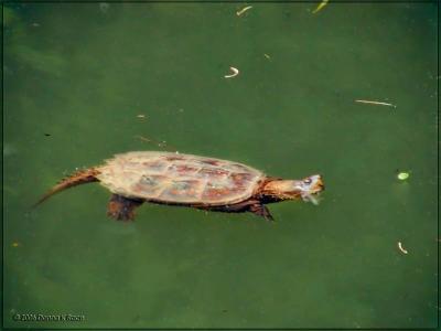 Snapping Turtle06/07/06