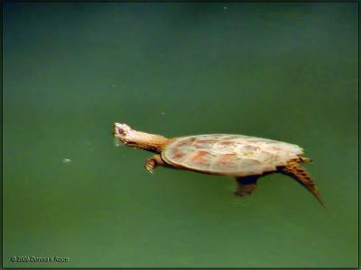 Snapping Turtle06/07/06