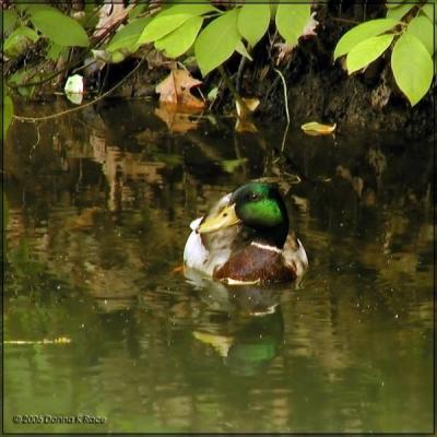 Henrythe Mallard Drake06/07/06