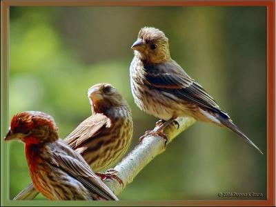 House Finch Family06/09/06