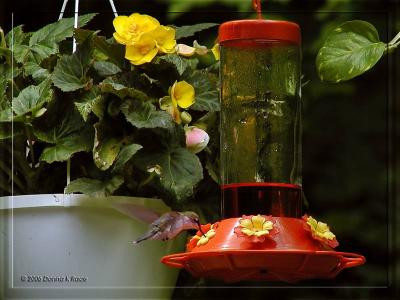 Hummingbird - Female06/11/06