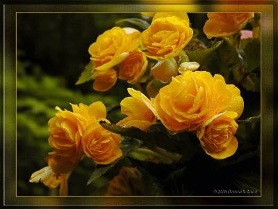 Our Flowering Plants - 2006 ~ Begonias, Fuchsia, and Orchids