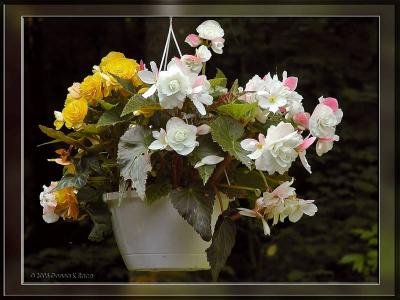 Begonias ~ Our New Flower Passion