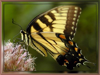 Eastern Tiger Swallowtail & Joe Pye Weed
