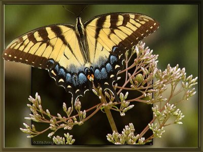 Eastern Tiger Swallowtail & Joe Pye Weed
