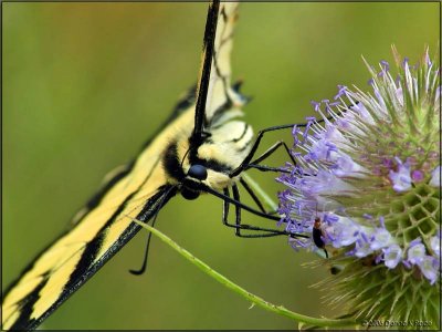 Eastern Tiger Swallowtail on Teasel