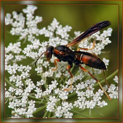 Paper Wasp on Queen Anne's Lace