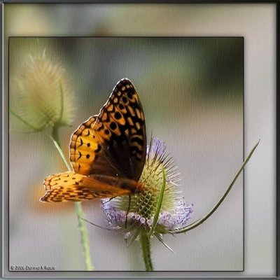 Fritillary Butterfly on Teasel