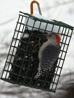 Redbelly Woodpecker-female