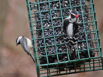 Downy Woodpecker, Carolina Chickadee