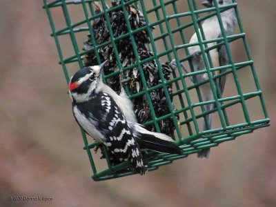 Downy Woodpecker, Titmouse