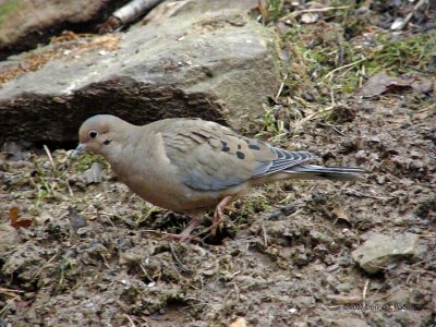 Mourning Dove