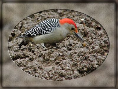Redbelly Woodpecker - Male
