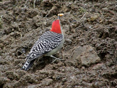 Redbelly Woodpecker - Male