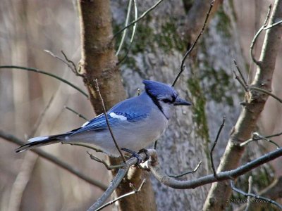 Eastern Bluejay