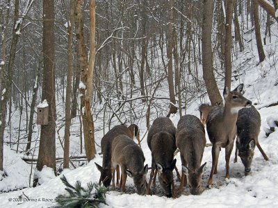 Nine Backyard Deer ~ Jan, 2008