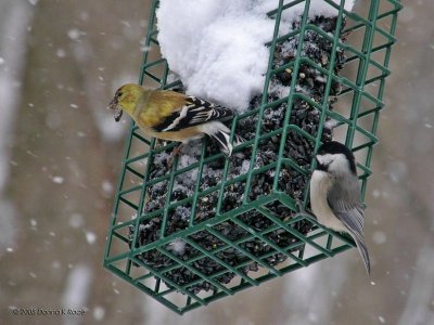American Goldfinch, Carolina Chickadee