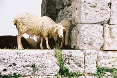 Roman sheep