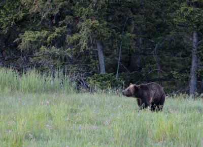 Grizzly