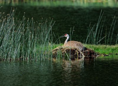 Nesting Sand Hill Crane