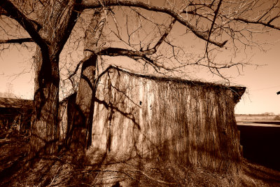 Vine Covered Shed in Sepia