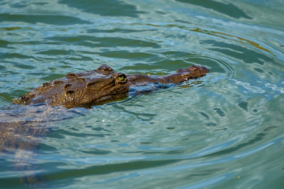 Fresh Water Croc Profile