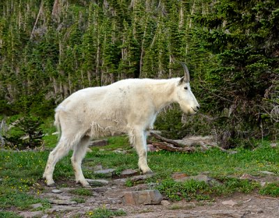 Mountain Goat at hidden lake