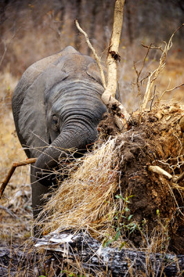 Young Elephant Eating