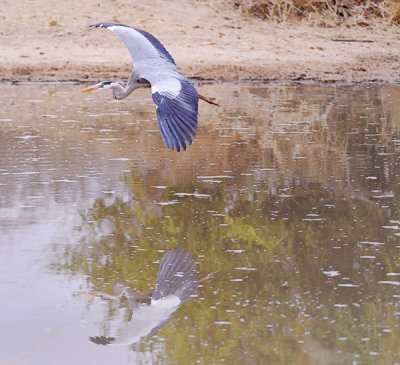 Grey Heron in flight